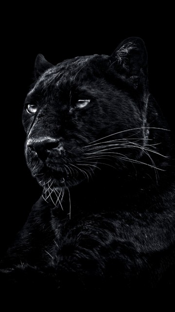 999+ Black Jaguar Pictures | Download Free Images on Unsplash