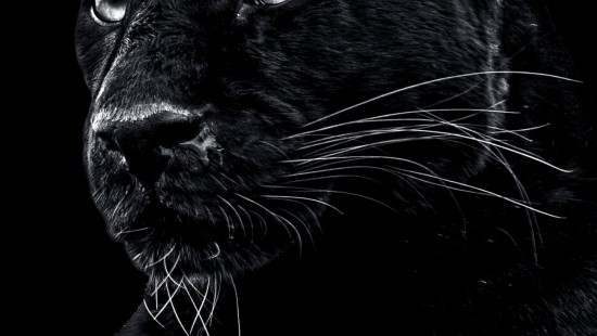Image Panthera, wild a black panther, jaguar, lion, Cougar