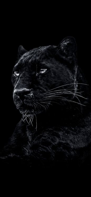 Panthera, Wild Ein Schwarzer Panther, Jaguar, Lion, Cougar. Wallpaper in 1440x3120 Resolution