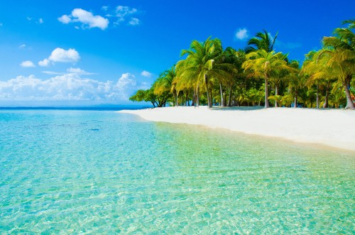 Image green palm tree on white sand beach during daytime