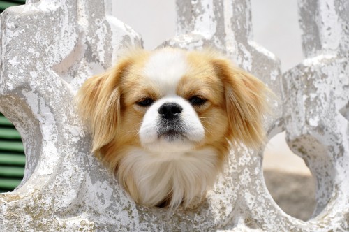 Image white and brown long haired small dog