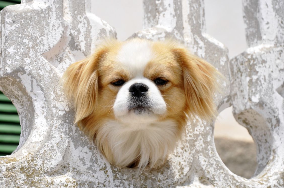 White and Brown Long Haired Small Dog. Wallpaper in 2560x1700 Resolution