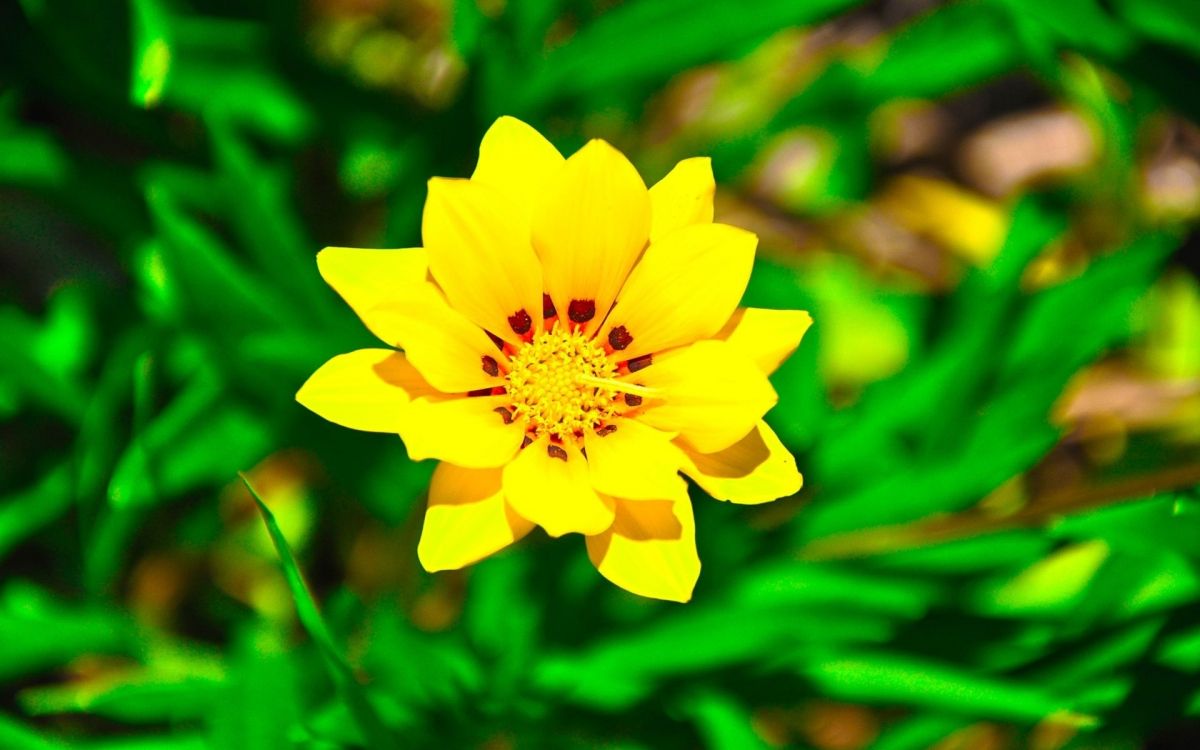 yellow flower in tilt shift lens