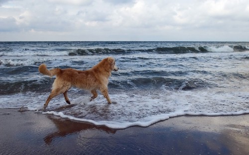 Image brown dog on beach during daytime