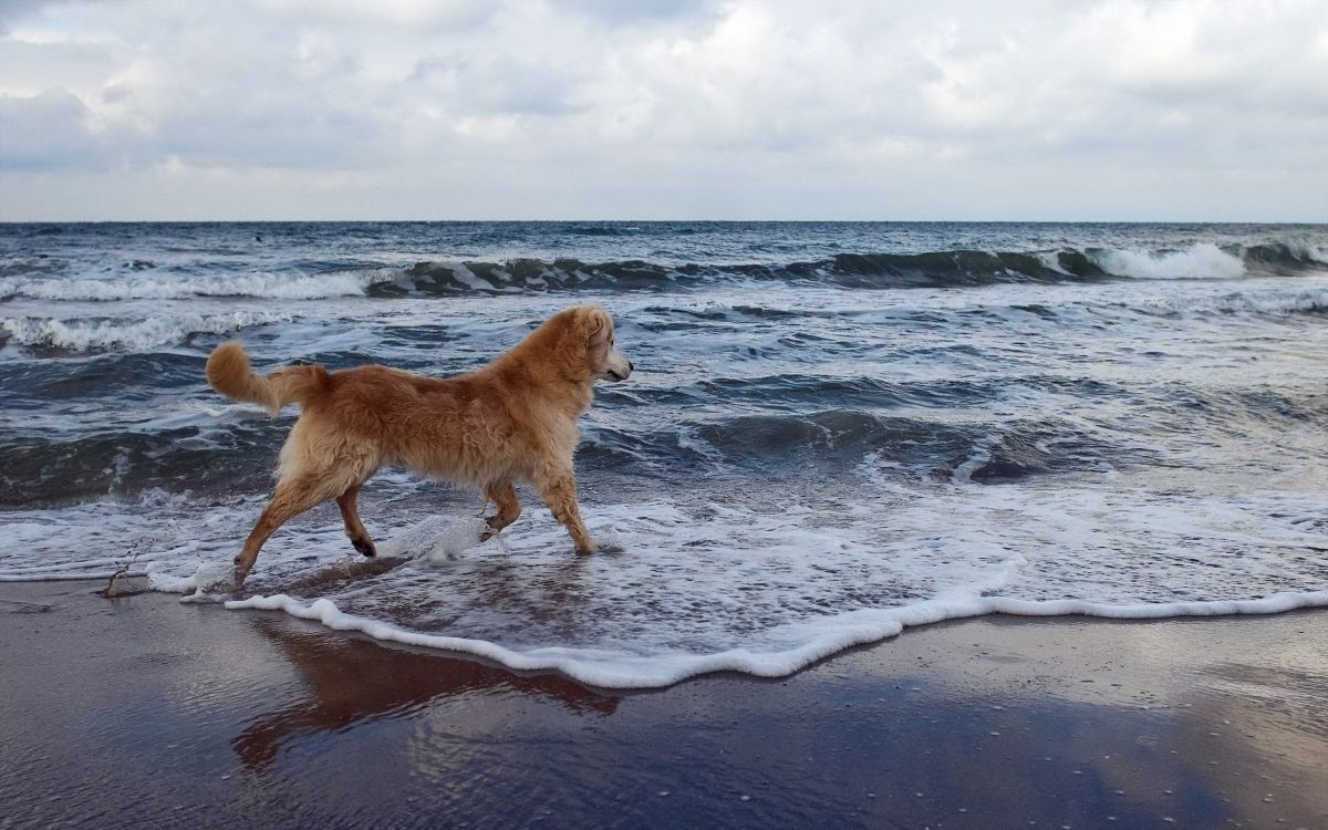 brown dog on beach during daytime