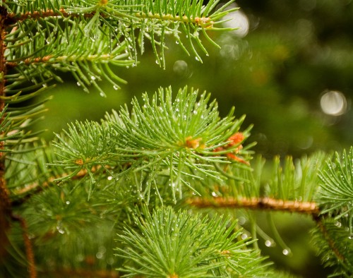 Image green pine tree with water droplets