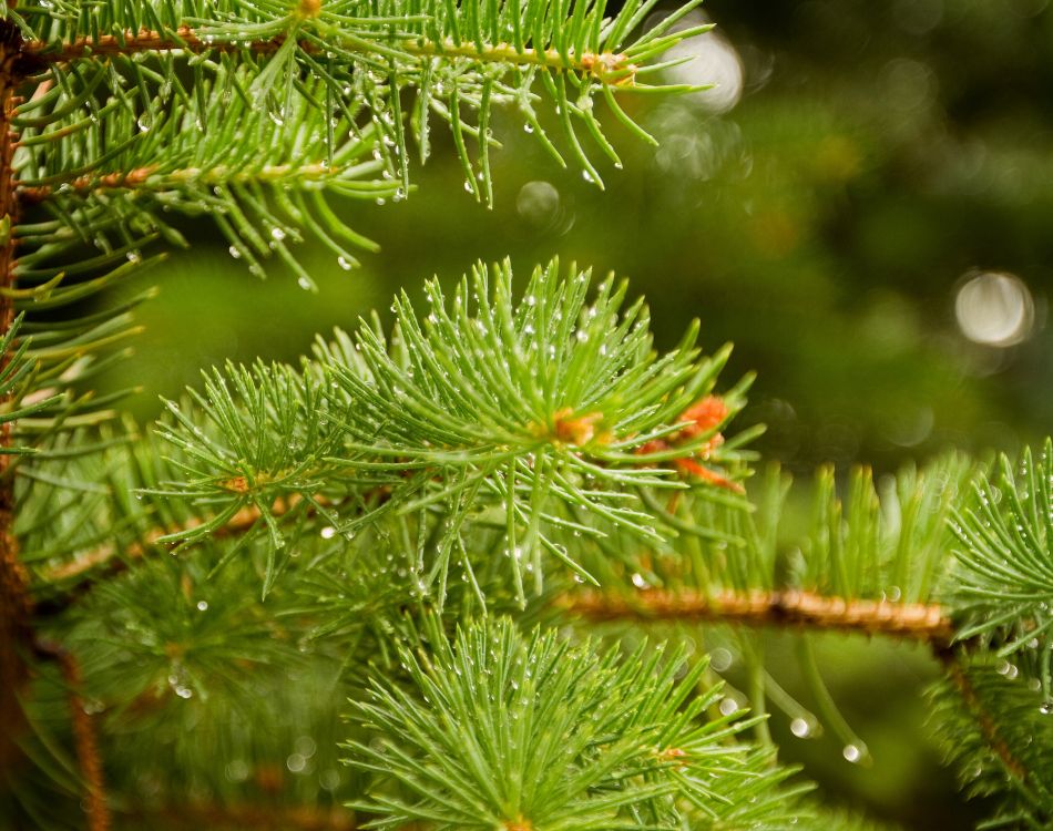 Green Pine Tree With Water Droplets. Wallpaper in 3800x3000 Resolution