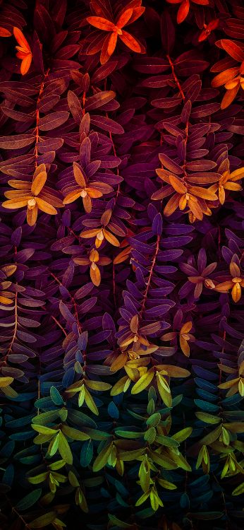 Purple, Leu, Pétale, Textile, Violette. Wallpaper in 1821x3946 Resolution