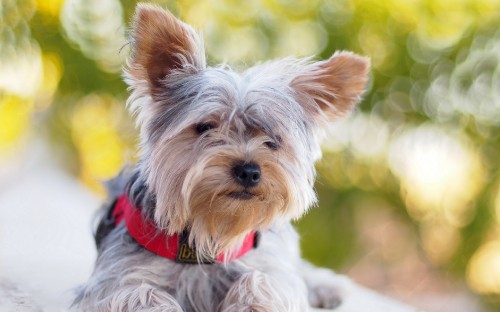 Image brown and gray yorkshire terrier