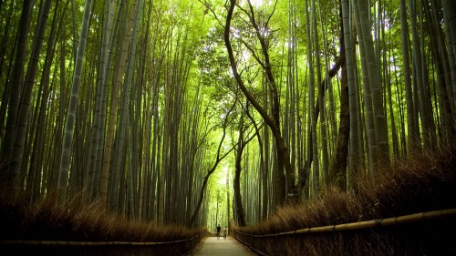 Image pathway between green trees during daytime