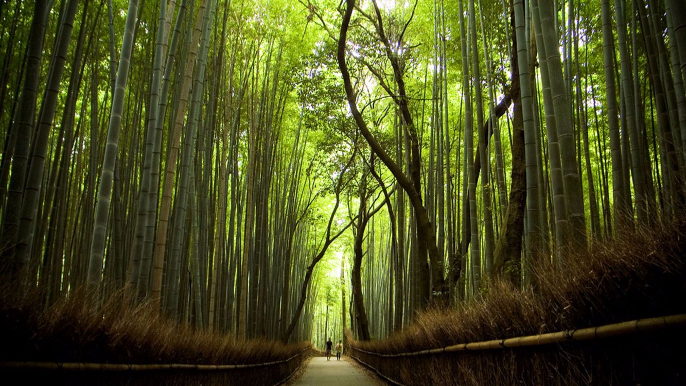 Pathway Between Green Trees During Daytime. Wallpaper in 3840x2160 Resolution