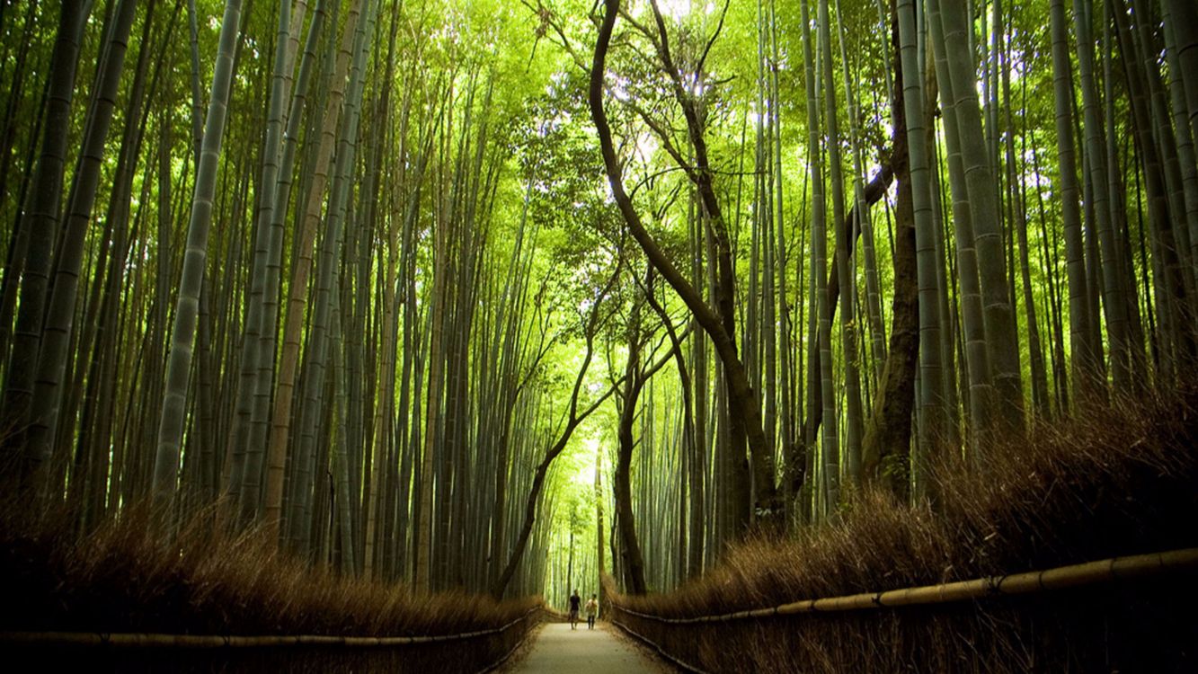 Chemin Entre Les Arbres Verts Pendant la Journée. Wallpaper in 3840x2160 Resolution