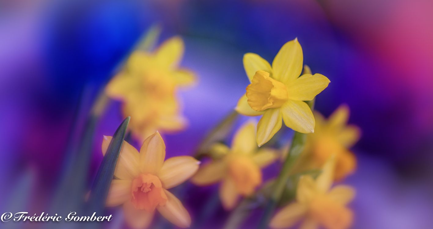 Jonquilles Jaunes en Fleurs Pendant la Journée. Wallpaper in 6597x3491 Resolution