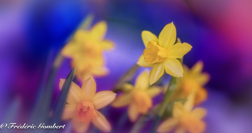 Image yellow daffodils in bloom during daytime