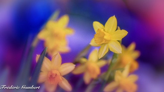 Image yellow daffodils in bloom during daytime