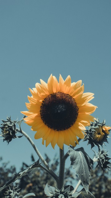 Image yellow sunflower in bloom during daytime