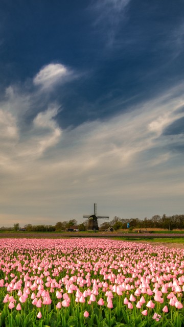 Image white flower field under blue sky