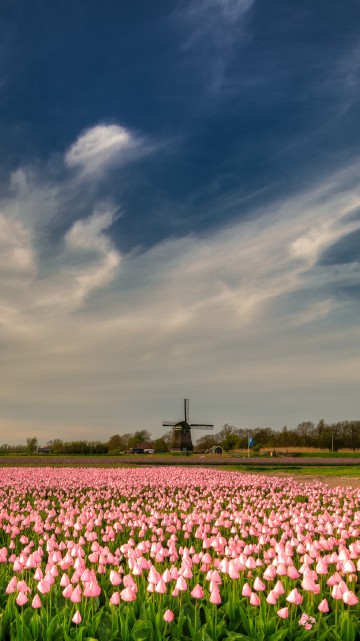 Image white flower field under blue sky