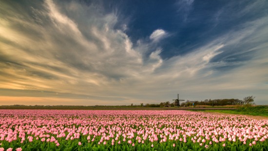 Image white flower field under blue sky