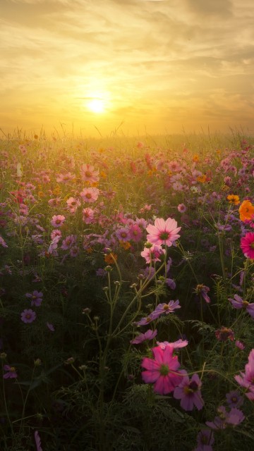 Image purple flower field during sunset