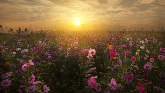 Image purple flower field during sunset
