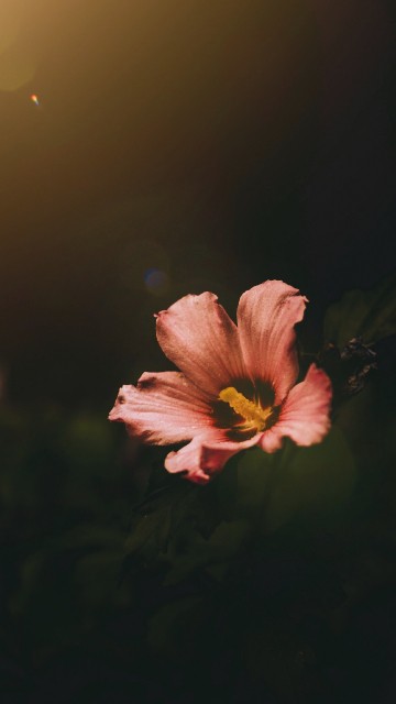 Image pink and yellow flower in tilt shift lens