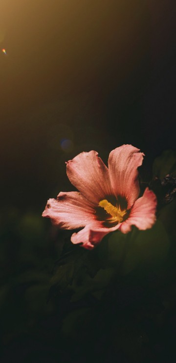 Image pink and yellow flower in tilt shift lens