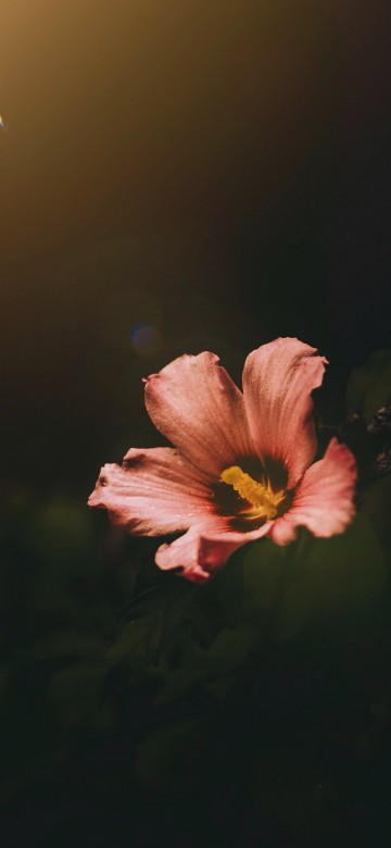Image pink and yellow flower in tilt shift lens