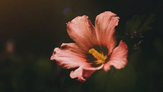 Image pink and yellow flower in tilt shift lens