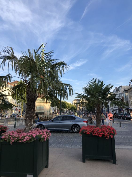 palm trees, Date palm, science, biology, flowerpot