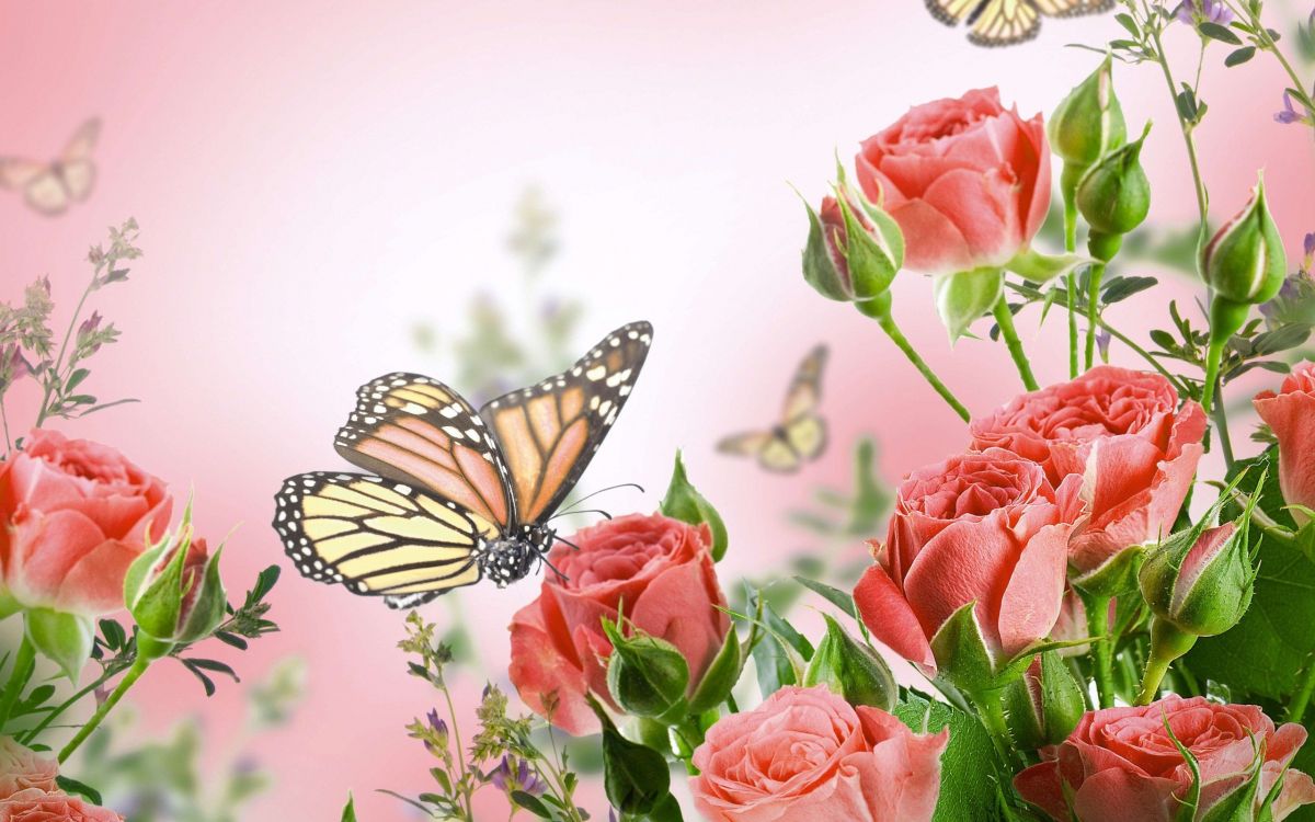 Fondos de Pantalla Mariposa en Blanco y Negro Sobre Flor Roja, Imágenes y  Fotos Gratis