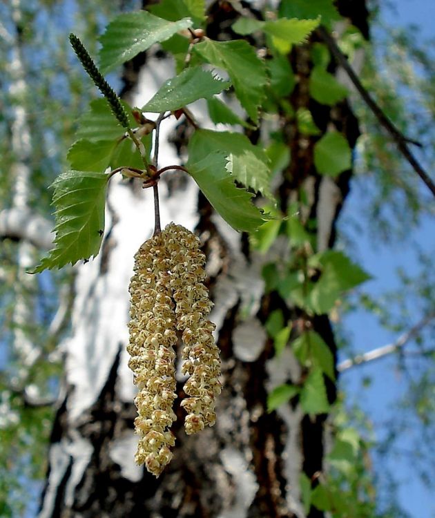 green and brown tree during daytime