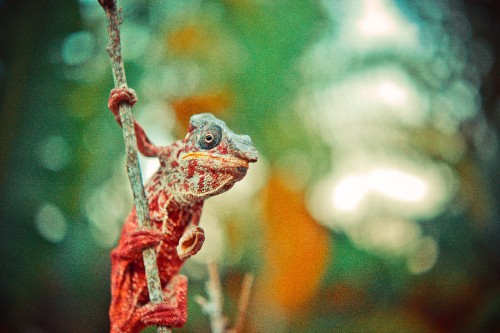 Image green and brown frog on brown tree branch