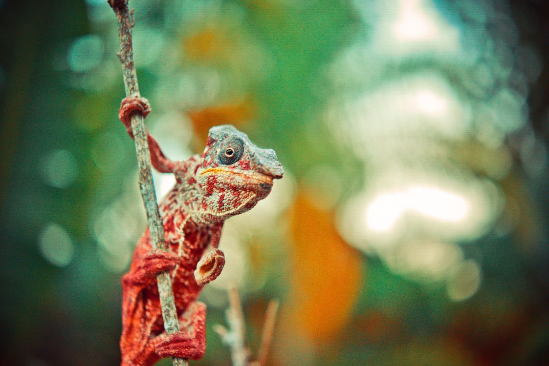 green and brown frog on brown tree branch