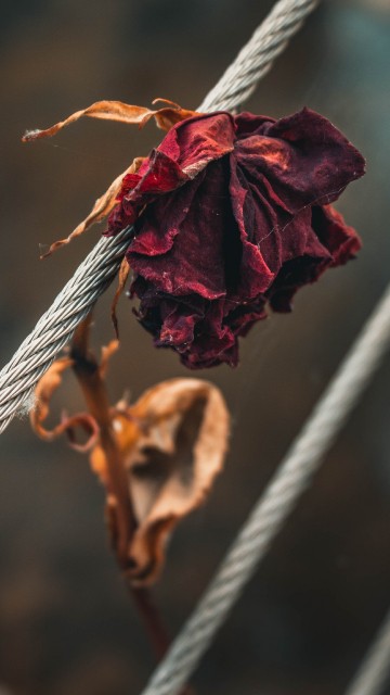 Image red flower on white rope