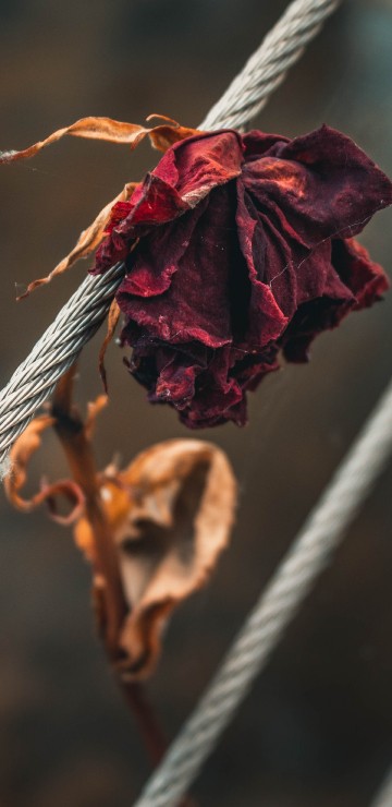 Image red flower on white rope