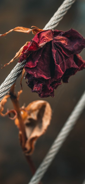 Image red flower on white rope