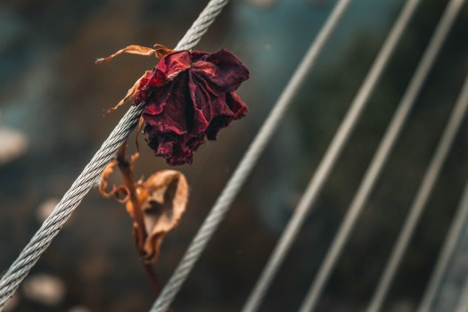 Wallpaper Red Flower on White Rope, Background - Download Free Image