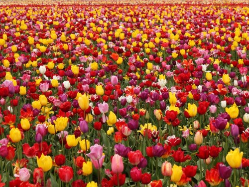 Image red and yellow tulips field during daytime