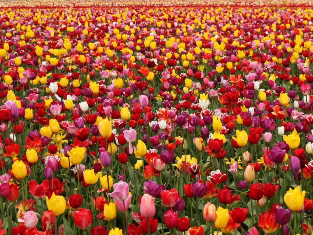 red and yellow tulips field during daytime