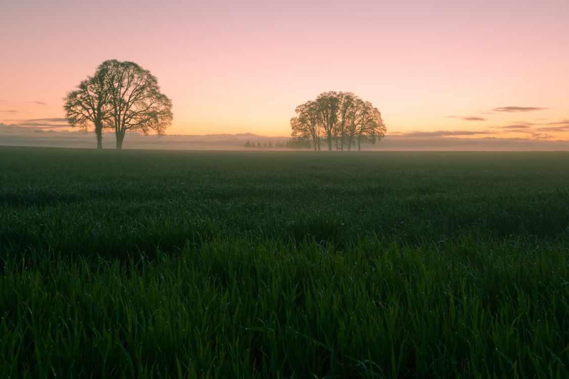 Campo de Hierba Verde Con Árboles Durante el Día. Wallpaper in 2048x1365 Resolution