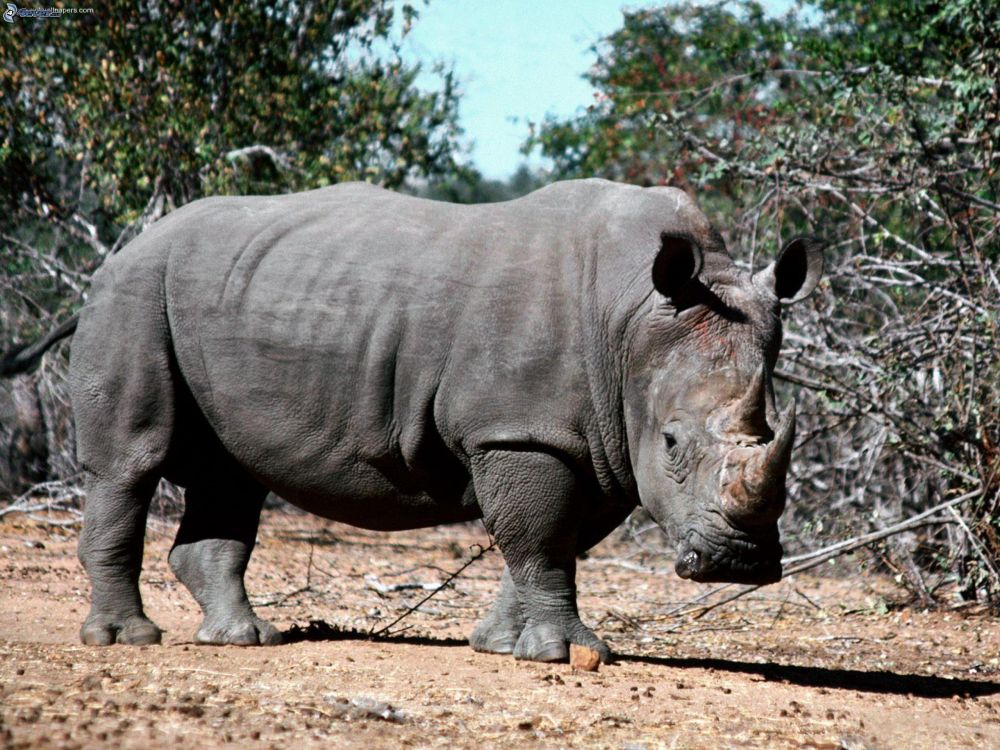 Rinoceronte Gris en Suelo Marrón Durante el Día. Wallpaper in 2560x1920 Resolution