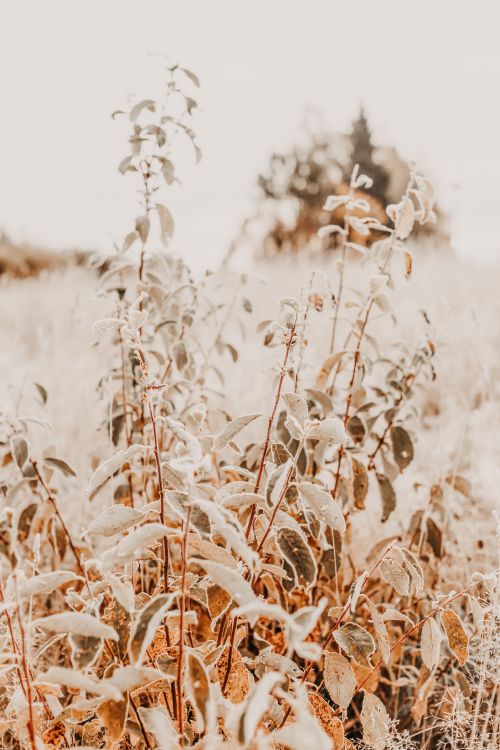 Zweig, Phragmites, Gras-Familie, Pflanzen-Stammzellen, Winter. Wallpaper in 4912x7360 Resolution
