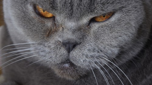 Image russian blue cat with yellow eyes