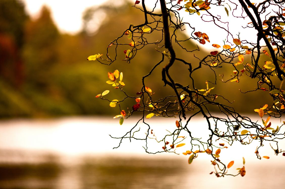 Feuilles Jaunes Sur Une Branche D'arbre Pendant la Journée. Wallpaper in 2560x1700 Resolution