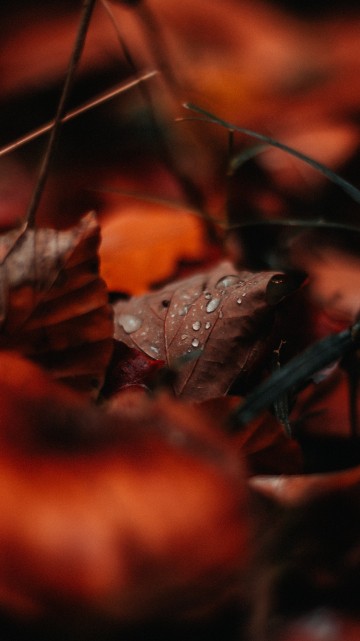 Image water, leaf, Factory, drop, red