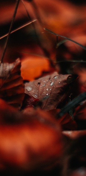 Image water, leaf, Factory, drop, red