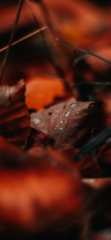 Image water, leaf, Factory, drop, red