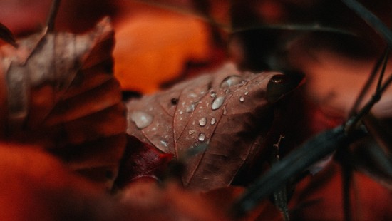Image water, leaf, Factory, drop, red
