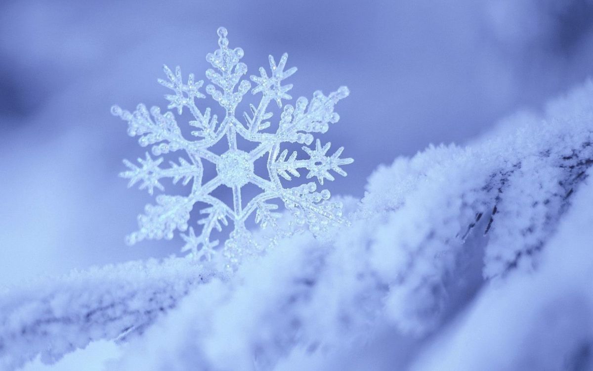 Pin Couvert de Neige Dans la Photographie en Niveaux de Gris. Wallpaper in 2560x1600 Resolution